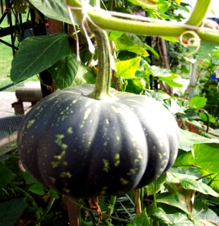Zapallo Foto de un zapallo entero en su planta