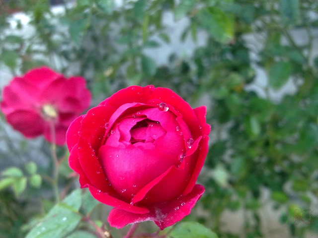 Metro Greens: Red Rose Bloom