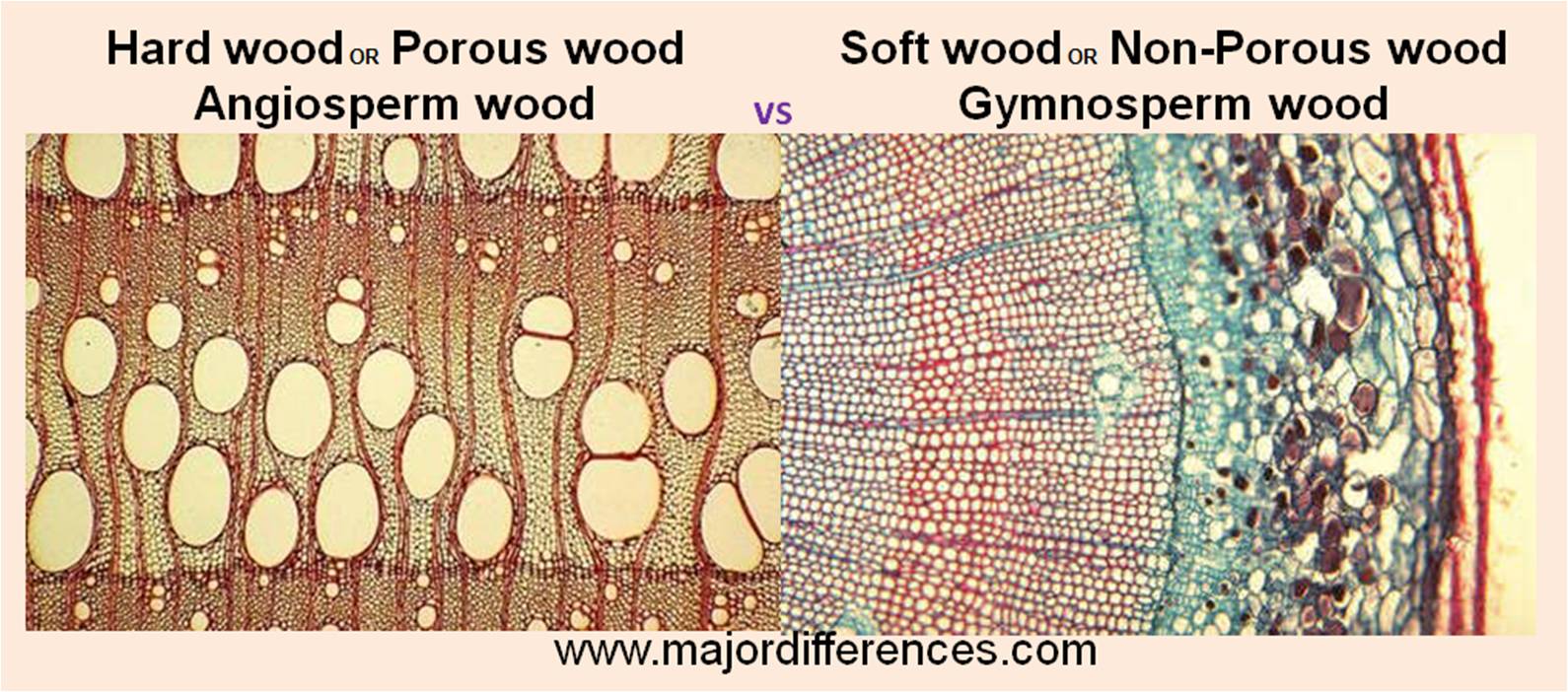 Difference between Hard wood and Soft wood MD