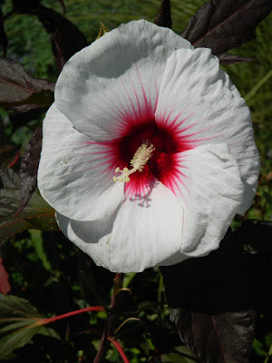 Kopper King hardy Hibiscus at the Toronto Botanical Garden by garden muses-not another Toronto gardening blog