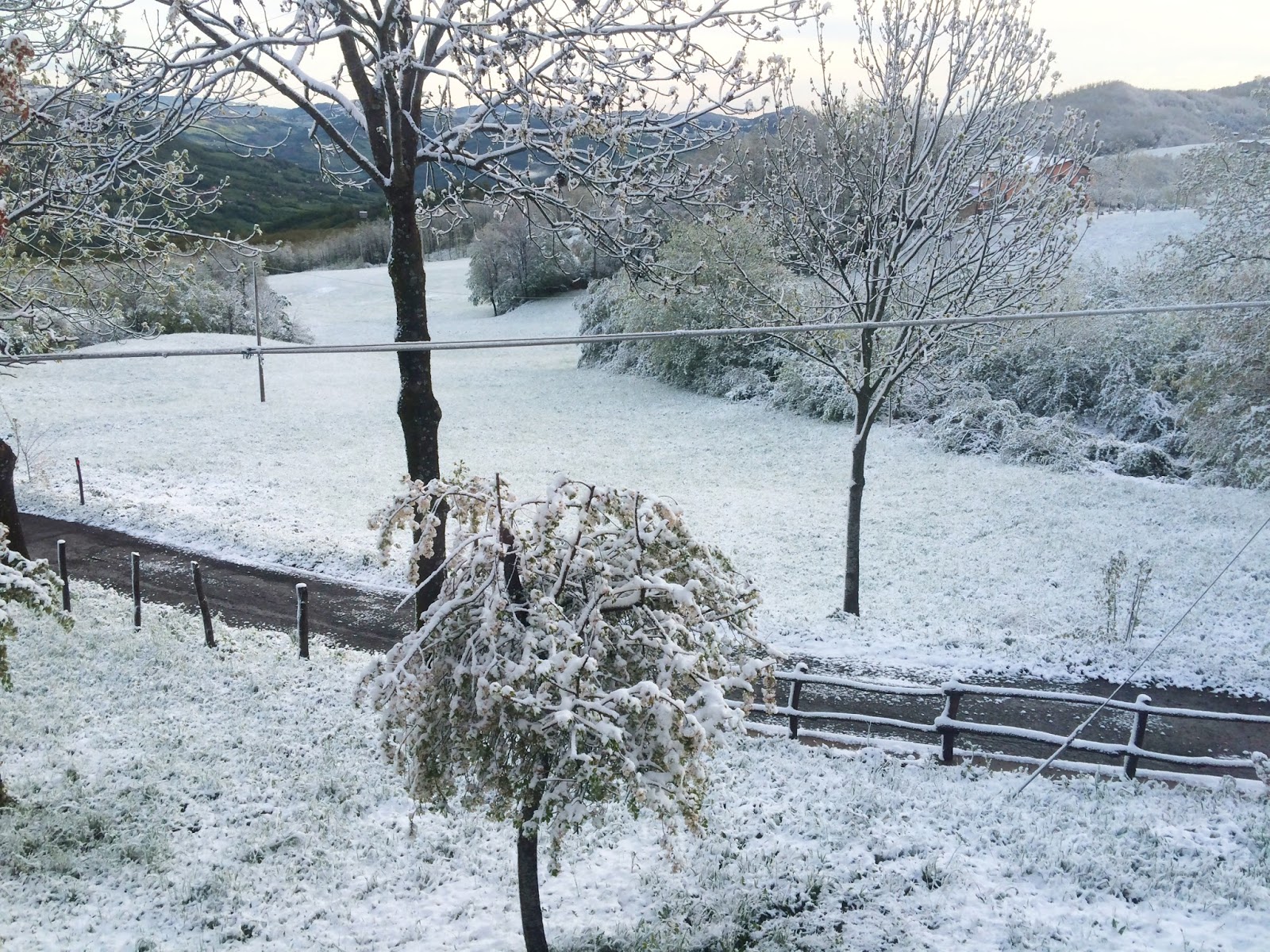 Alessandra Zecchini Strawberries with ricotta snow on spring flowers
