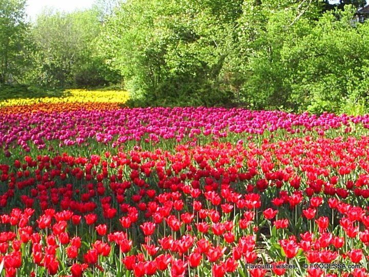 Beautiful GardenNatures' Beauty ! Artline Feel The Creation!