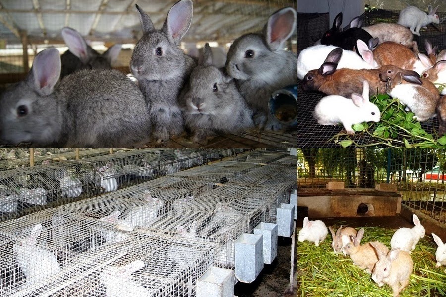 Business Ideas | Small Business Ideas: Commercial Rabbit Farming ...