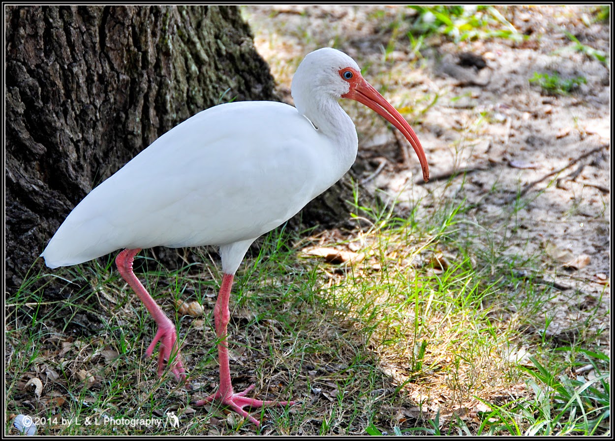 Ocala, Central Florida & Beyond White Ibis