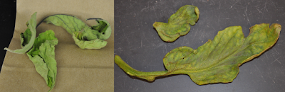 A composite photo of two tomato leaves infected with virus. The leaf on the left is curled and the leaf on the right is yellow and misshaped. A composite photo of two tomato leaves infected with virus. The leaf on the left is curled and the leaf on the right is yellow and misshaped.