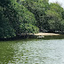 Pantanal Carioca - Um paraíso escondido na Barra