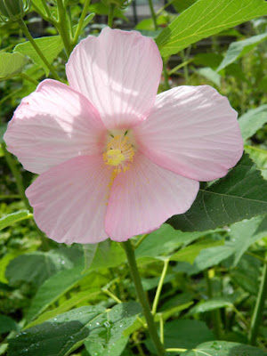 Hibiscus moscheutos Swamp rose mallow Toronto native plants by garden muses-not another Toronto gardening blog