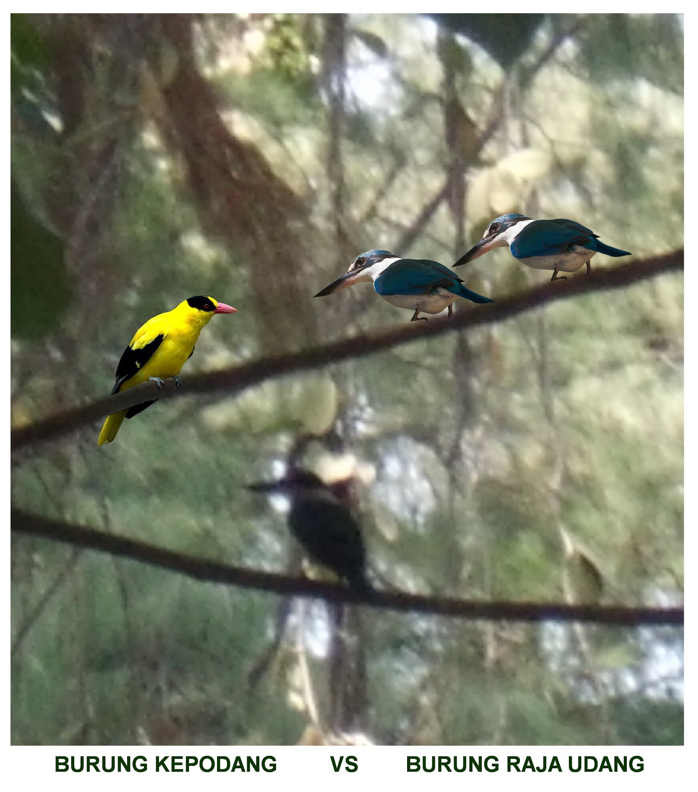 BURUNG RAJA UDANG Vs BURUNG KEPODANG GAKUM LHK BURUNG RAJA UDANG Vs BURUNG KEPODANG GAKUM LHK