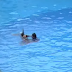 Dolphin saves drowning swimmer.Then he gets resuscitated by a sea lion