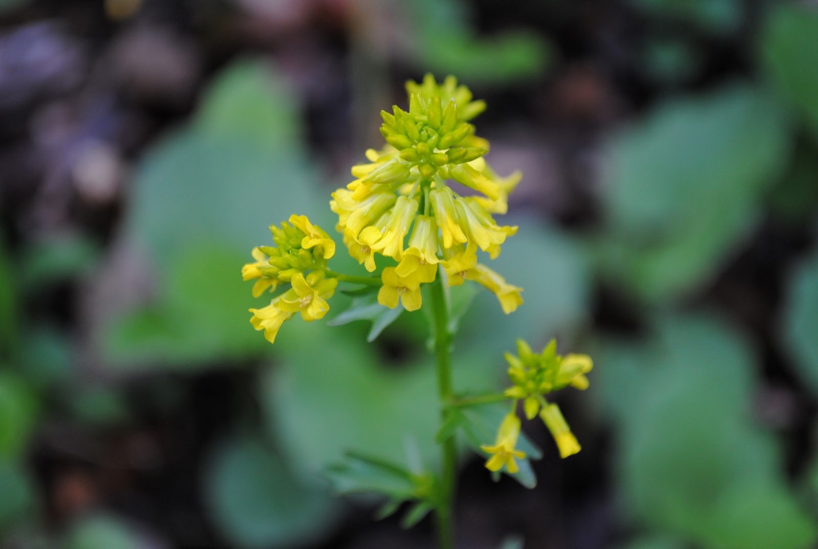West Virginia Native WildflowersThe Big Year, 2013 Rainy