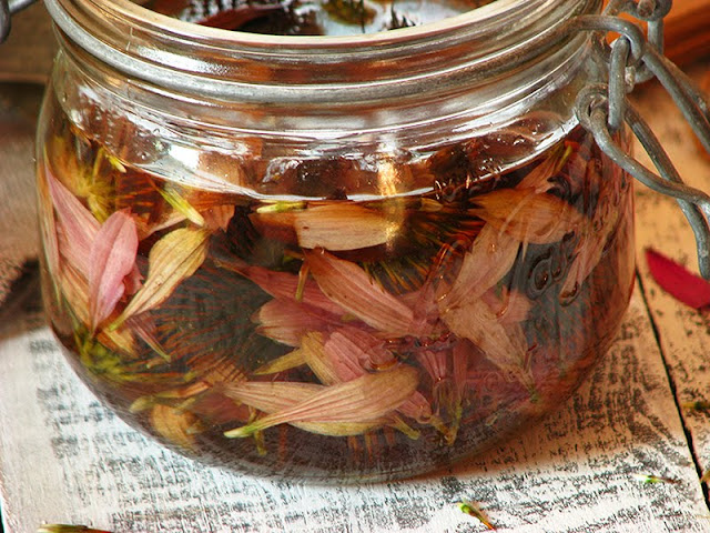 Teinture mère artisanale d'échinacea. Faire une teinture mère artisanale d'échinacée
