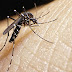Una mujer infectada en República Dominicana es el primer caso de zika en Rusia
