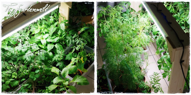 Gemüsepflanzen in der Grow-Box