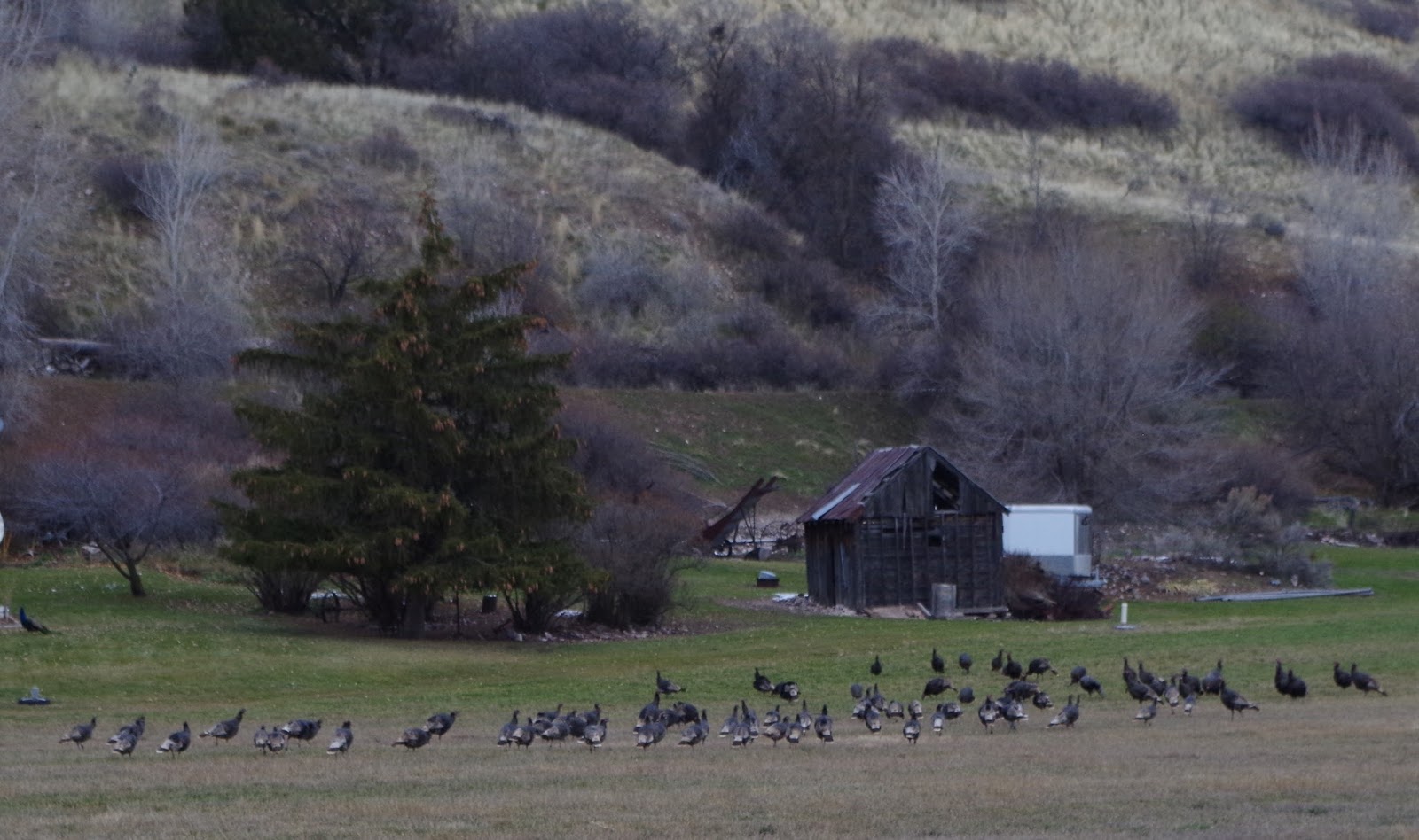 Blonde African Americans Mink Creek part II