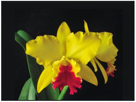 Orquídea... A  Planta que Encanta...
