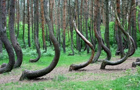 Crooked Forest - Polandia Hutan-Hutan Paling Misterius di Dunia