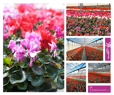 Campaña de Cyclamen hybrido en Barnapant SL