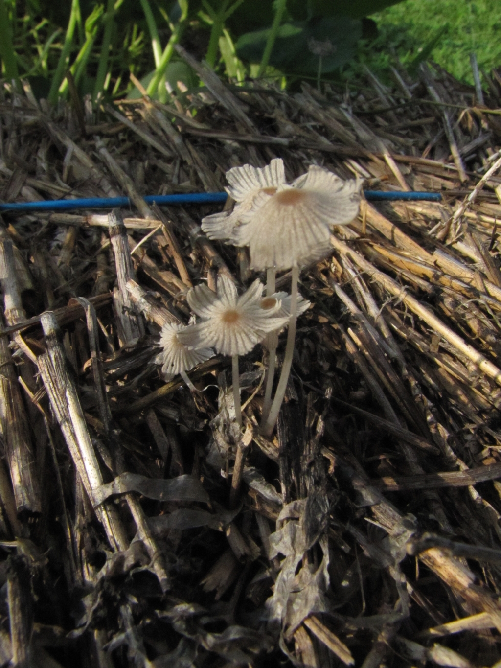 Pinehaven - Farmersville, Ohio: Inky Cap Mushrooms on Bales of Straw