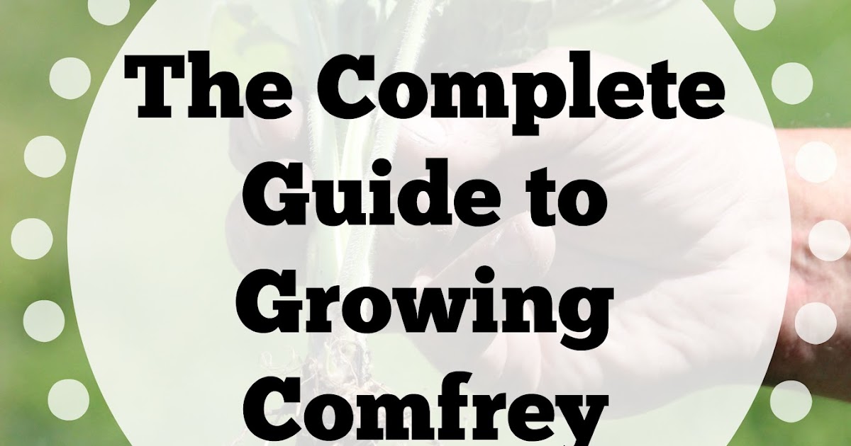 Rabbit Ridge Farm The Complete Guide to Growing Comfrey