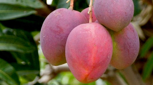Tujuh Jenis Buah Yang Berguna Tuk Lancarkan Program Diet Tujuh Jenis Buah Yang Berguna Tuk Lancarkan Program Diet