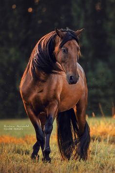 horse images
