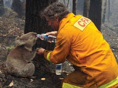 Bombero y cría de Koala Bombero dando de beber a una cría de Koala durante los incendios