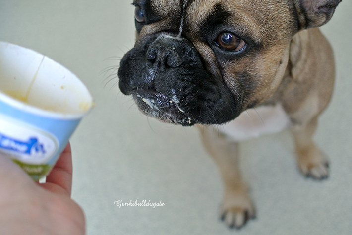 Cold & Dog Wildlachs Hunde Frozen Joghurt Cold & Dog Wildlachs Hunde Frozen Joghurt