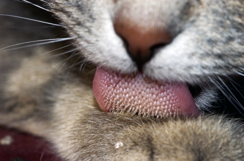 Rough Cat Tongue - Papilla
