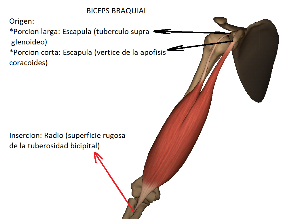 Anatomy full MUSCULO BICEPS BRAQUIAL