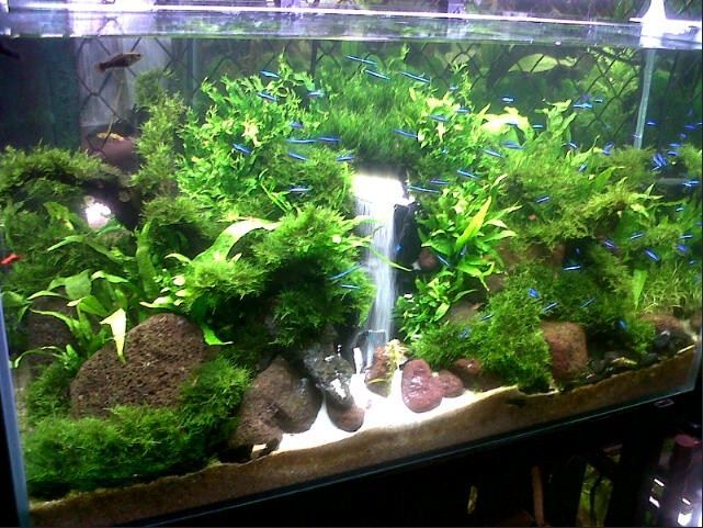 Galery Foto Aquascape Beserta Ikan Hias Infoikan Com