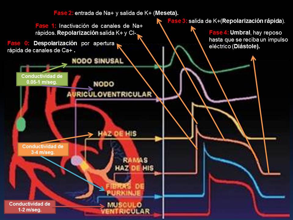 Fisiología Humana Potenciales de Acción Cardíacos