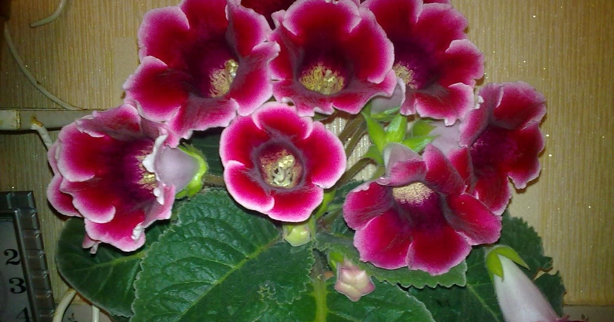 Домашние Цветы Глоксиния Фото И Названия