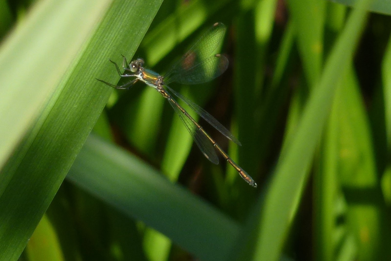 Norfolk Wildlife Trust: Thorpe Marshes: dragonflies and damselflies