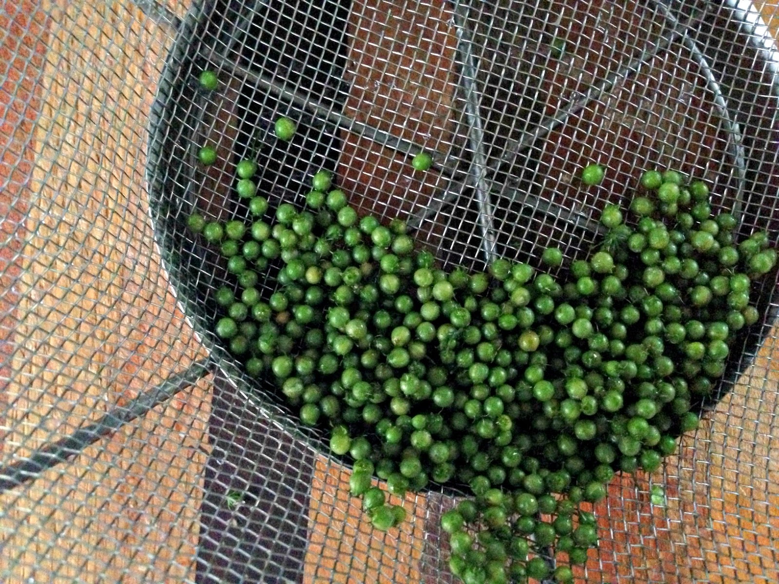 Herban Girl Ingredients Fresh Coriander Seeds