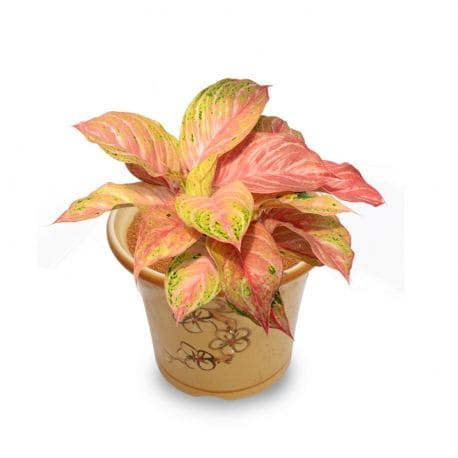 Aglaonema Bidadari