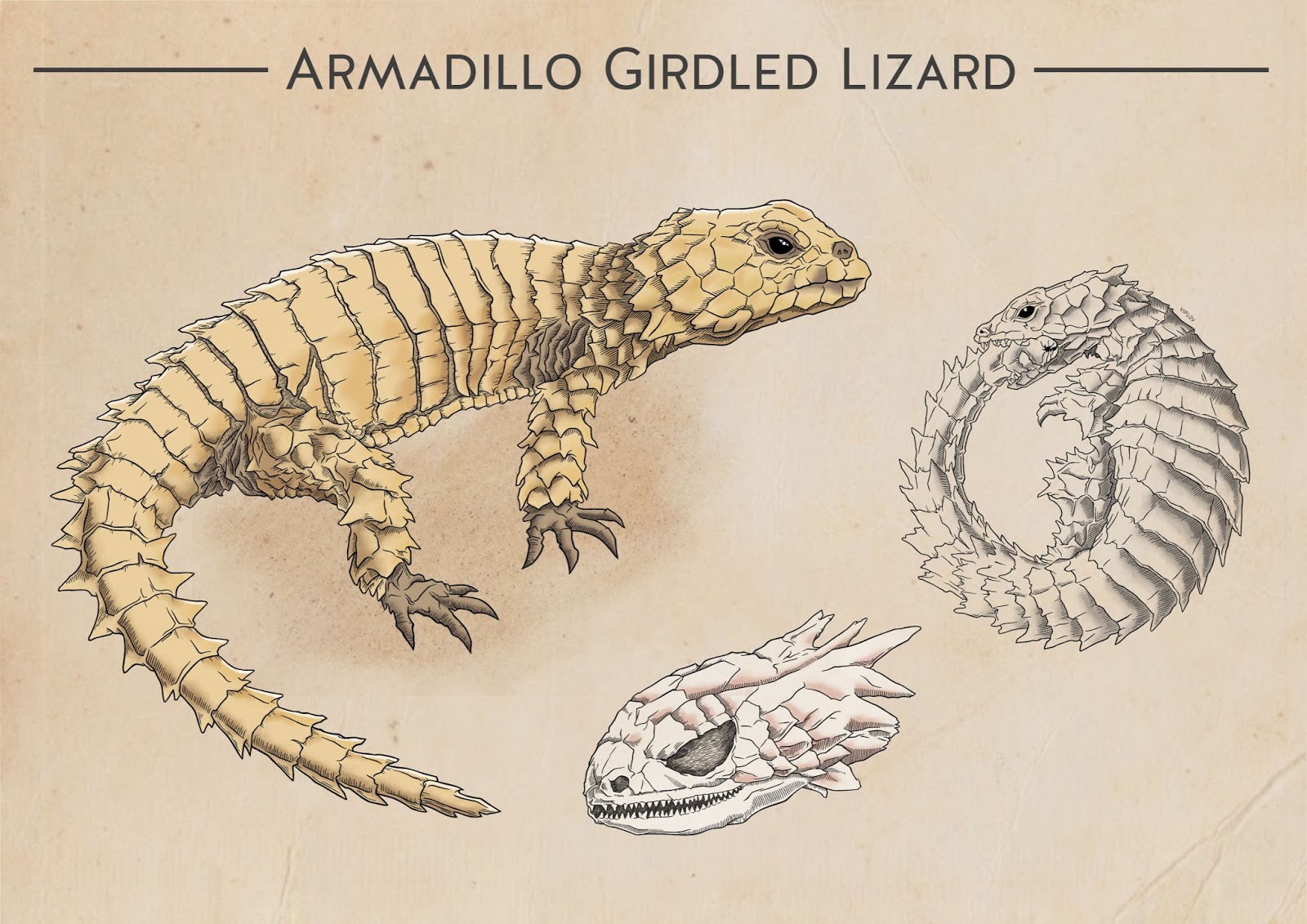 Armadillo Girdled Lizard - Viplov Singh
