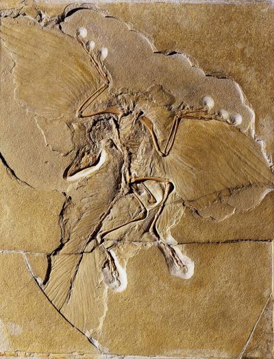 Image result for Fóssil completo do arqueoptérix