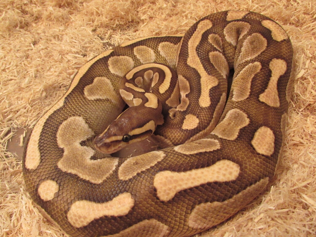 Boidae : Etude sur le python royal au Ghana