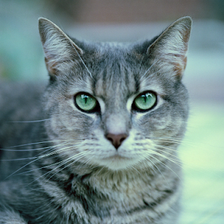 gambar lingkaran css3 gambar lingkaran css3