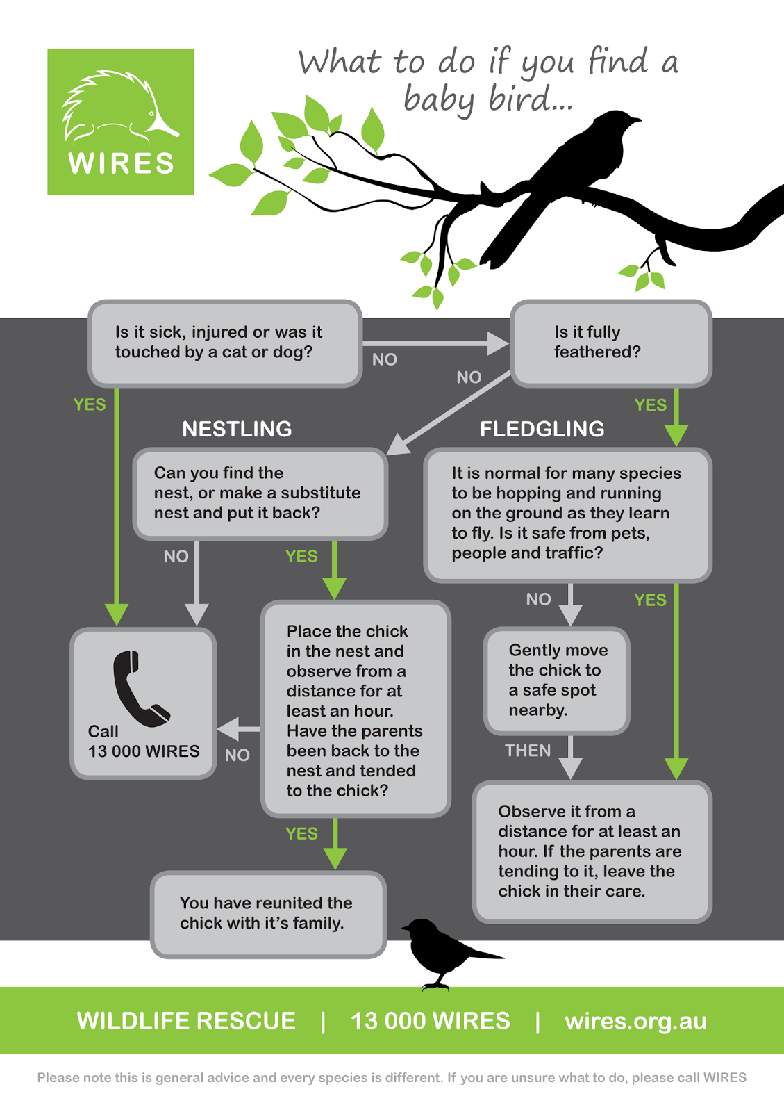 Small Animal Talk How do you help a baby bird?