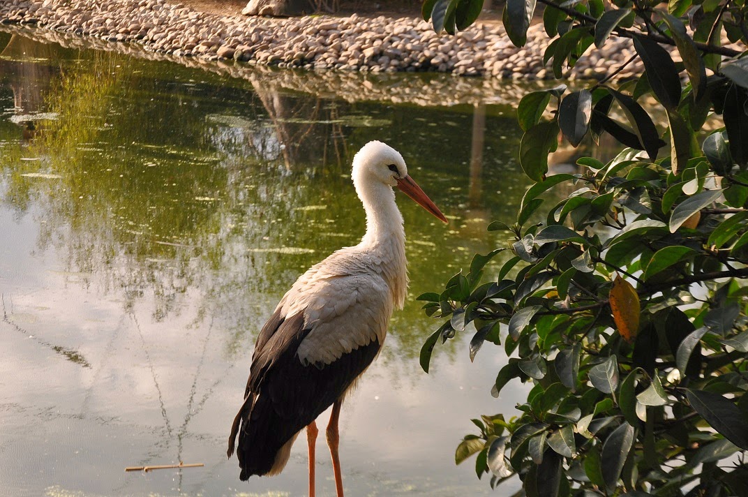 Denizle kahve molası Sasalı Doğal yaşam parkı