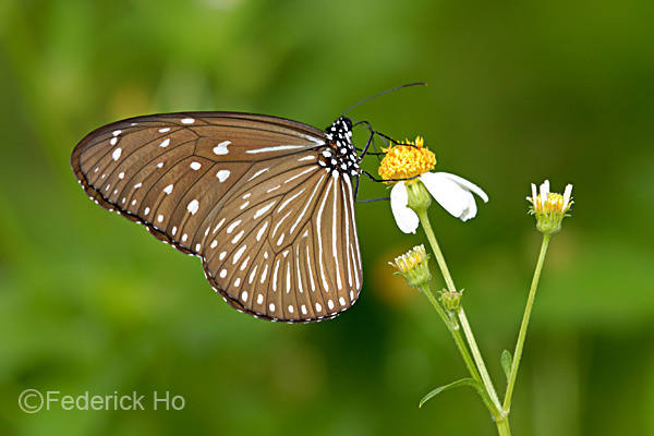 Butterflies of Singapore: Life History of the Striped Blue Crow