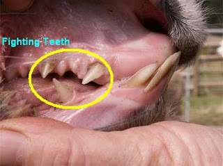 An image of an alpaca's fighting teeth.