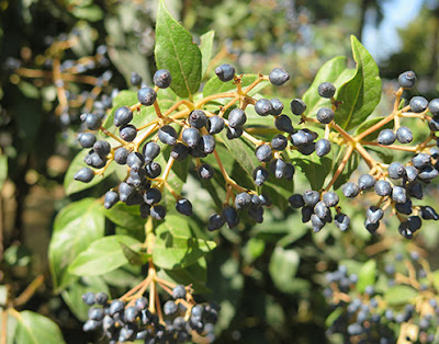 Frutos del durillo