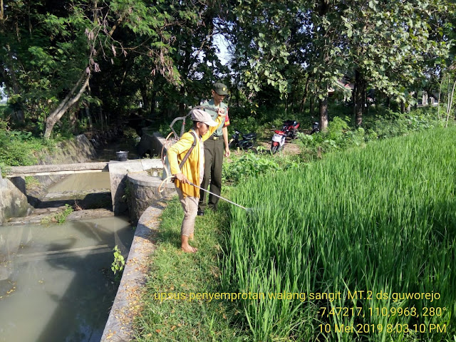 Serma Wakidi Monitoring Padi IR 64