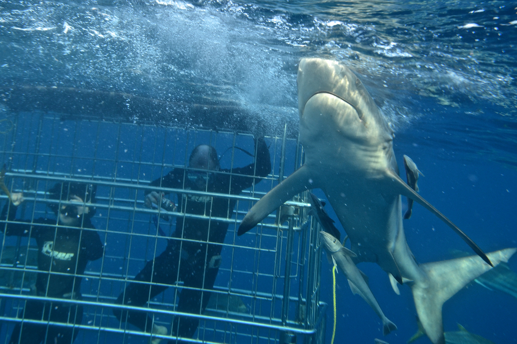 SHARK CAGE DIVING KZN IN DURBAN Shark Cage Diving KZN