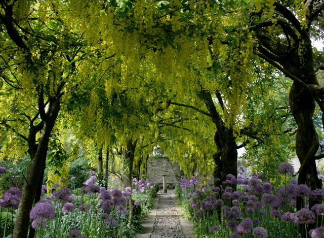 Laburnum walk in May at Barnsley House, Cotswolds, via their facebook page, as seen on http://www.linenandlavender.net/2013/05/the-english-garden.html