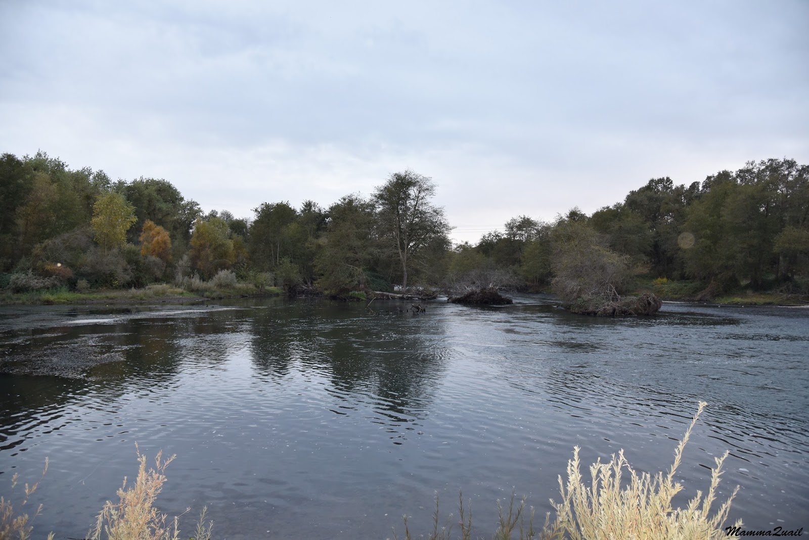Mamma Quail Hiking California The End of the Run A Birding Hike by