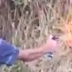 Coronel. Detienen a menor de edad que se grabó prendiendo fuego a pastizales. Será formalizado este miércoles.