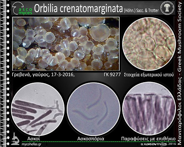 Orbilia crenatomarginata (Höhn.) Sacc. & Trotter